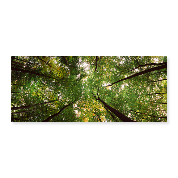 Art Print (Unframed), Low angle view of trees by Panoramic Images, 10" x 16"