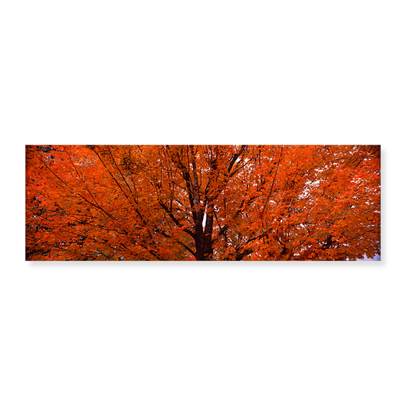 Art Print (Unframed), Maple tree in autumn by Panoramic Images, 36" x 12"