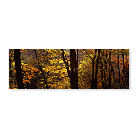 Art Print (Unframed), Mid Section View Of Trees by Panoramic Images, 24" x 8"