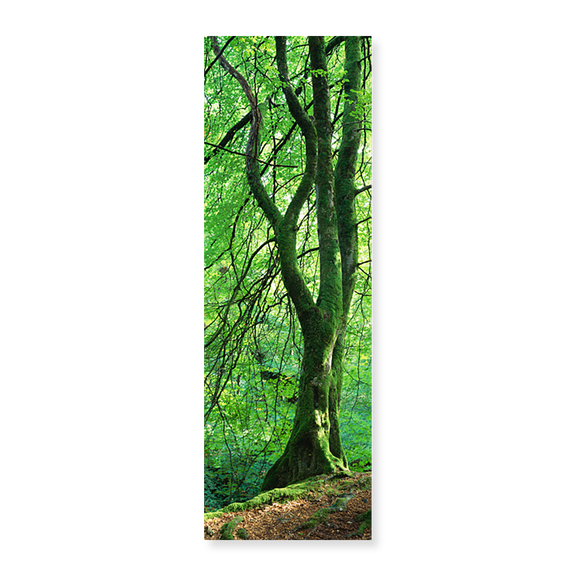 Art Print (Unframed), Moss growing on a beech tree by Panoramic Images, 24" x 8"