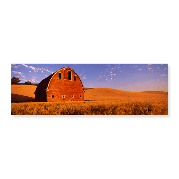 Art Print (Unframed), Old barn in a wheat field by Panoramic Images, 24" x 8"