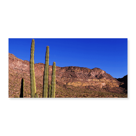 Art Print (Unframed), Organ Pipe Cactus AZ by Panoramic Images, 10" x 16"