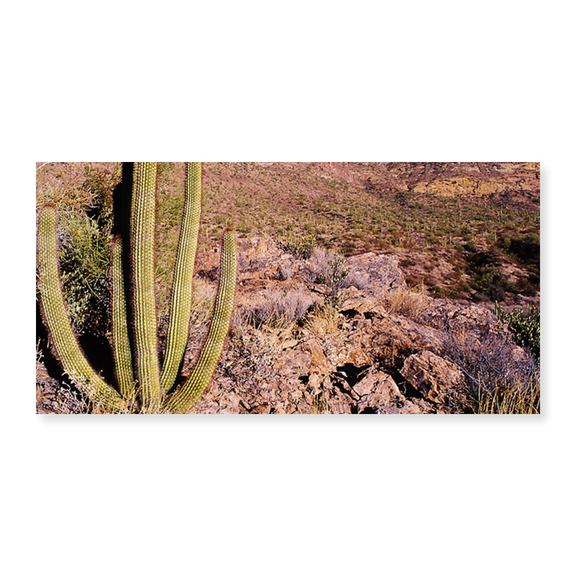 Art Print (Unframed), Organ Pipe Cactus in Arizona by Panoramic Images, 15" x 24"
