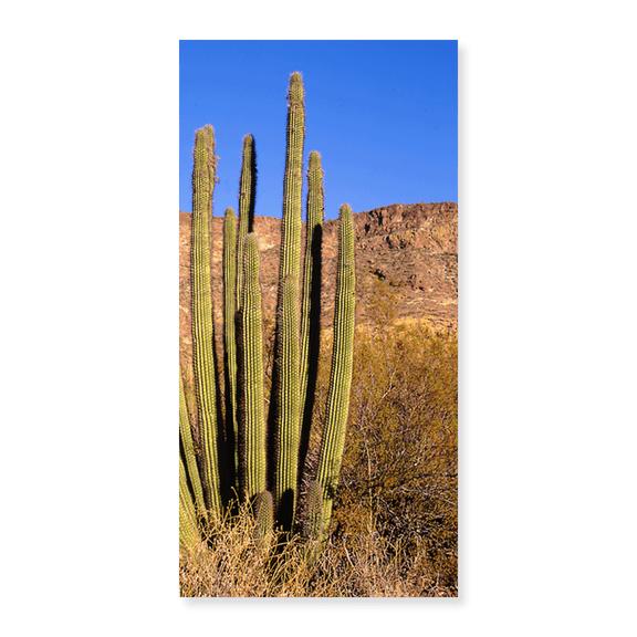Art Print (Unframed), Organ Pipe Cactus in Arizona (vertical) by Panoramic Images, 10" x 16"