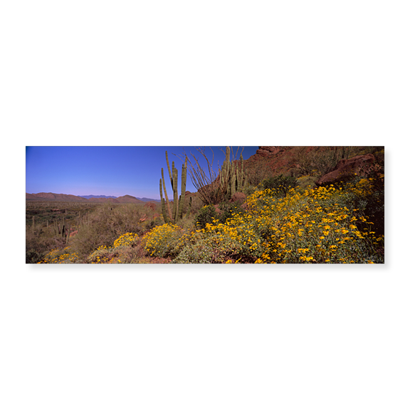 Art Print (Unframed), Organ Pipe cactus and yellow wildflowers by Panoramic Images, 24" x 8"