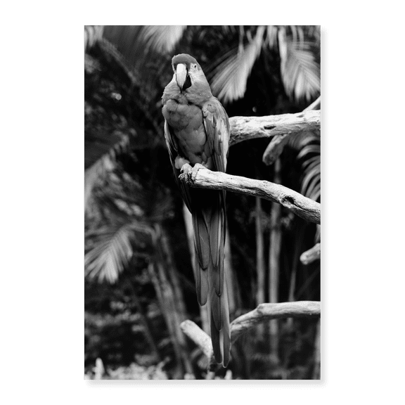 Art Print (Unframed), Parrot Jungle and Gardens, south of Miami by Carol Highsmith, 18" x 24"