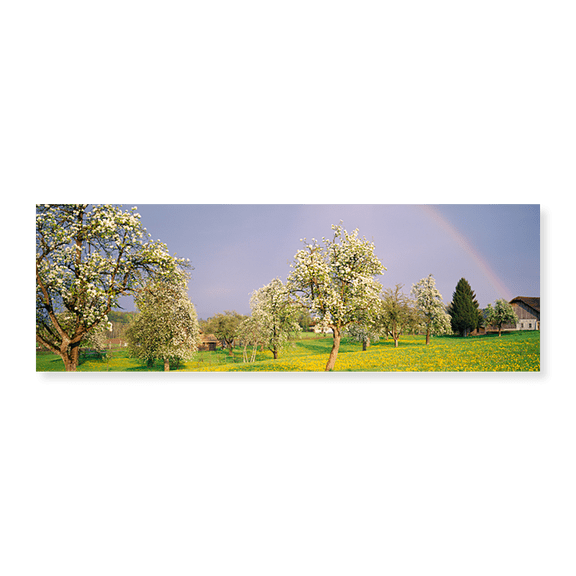 Art Print (Unframed), Pear trees in a field (Pyrus communis) by Panoramic Images, 24" x 8"