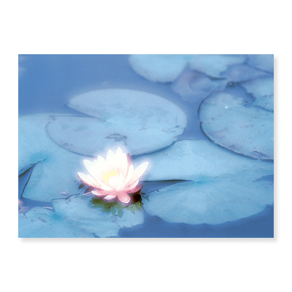 Art Print (Unframed), Pink Flower in Pond by Panoramic Images, 18" x 24"
