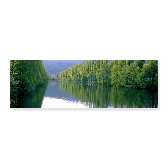 Art Print (Unframed), Poplar Trees On River Aare by Panoramic Images, 24" x 8"
