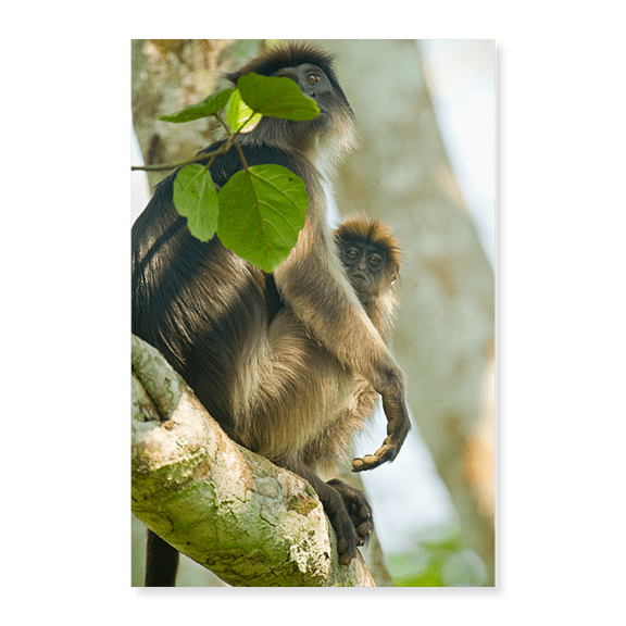 Art Print (Unframed), Red Colobus monkey with its young one on a tree by Panoramic Images, 18" x 24"