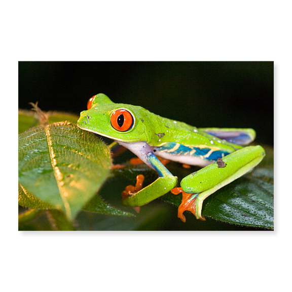 Art Print (Unframed), Red-Eyed Tree frog (Agalychnis callidryas) on leaves by Panoramic Images, 18" x 24"