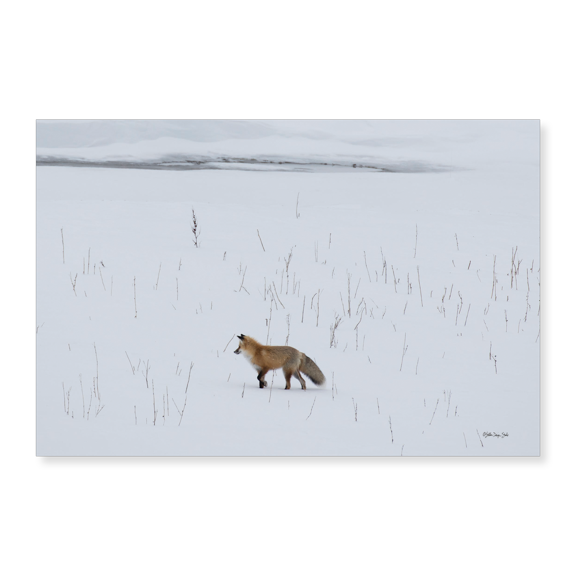 Art Print (Unframed), Red Fox 2 by Stellar Design Studio, 16" x 20"