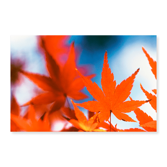 Art Print (Unframed), Red Maple Leaves by Panoramic Images, 16" x 20"