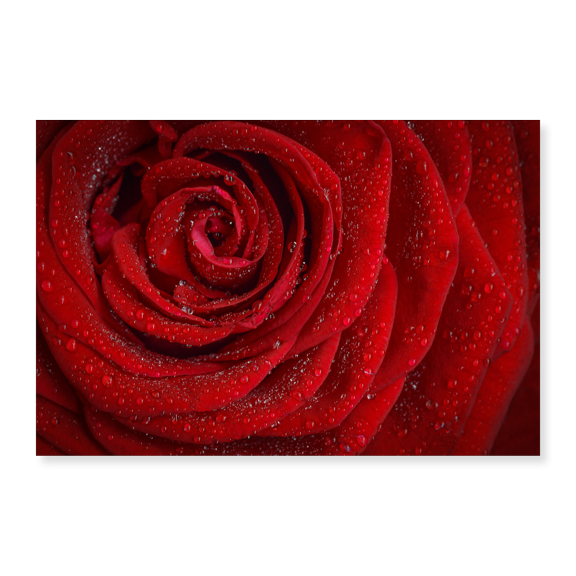 Art Print (Unframed), Red Rose in Rain by Artographie, 18" x 24"