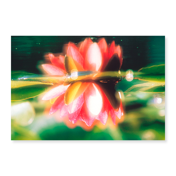 Art Print (Unframed), Reflection of Flower in Pond by Panoramic Images, 18" x 24"