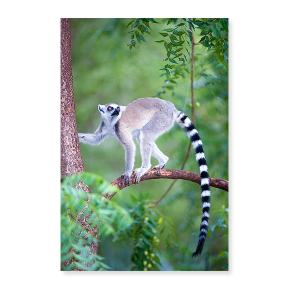 Art Print (Unframed), Ring-Tailed lemur (Lemur catta) climbing a tree by Panoramic Images, 18" x 24"