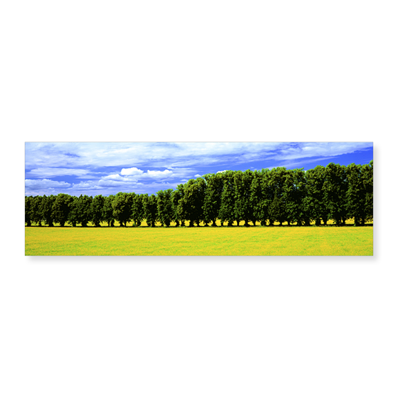Art Print (Unframed), Row Of Trees by Panoramic Images, 24" x 8"