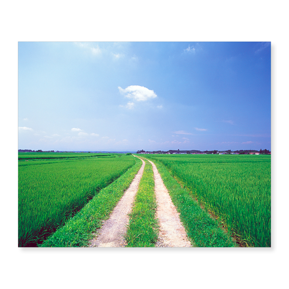 Art Print (Unframed), Rural road between crop fields by Panoramic Images, 18" x 24"