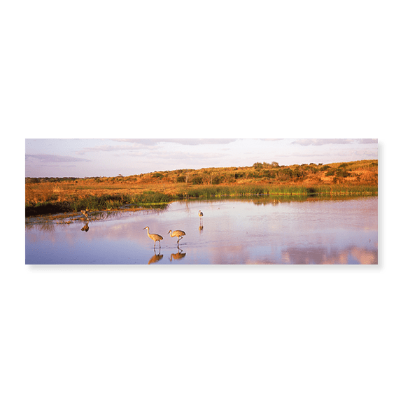 Art Print (Unframed), Sandhill cranes (Grus canadensis) in a pond at a c by Panoramic Images, 36" x 12"