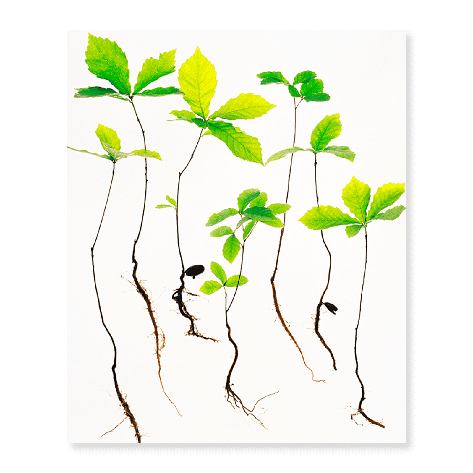 Art Print (Unframed), Saplings with Root on White Background by ...