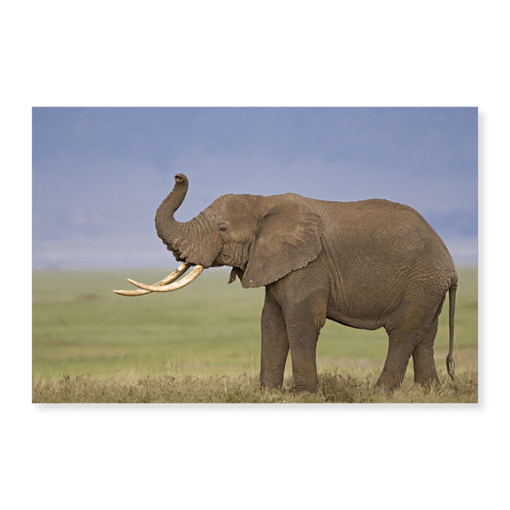 Art Print (Unframed), Side profile of an African elephant standing in a field by Panoramic Images, 16" x 20"