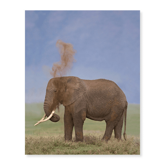 Art Print (Unframed), Side profile of an African elephant standing in a field by Panoramic Images, 18" x 24"