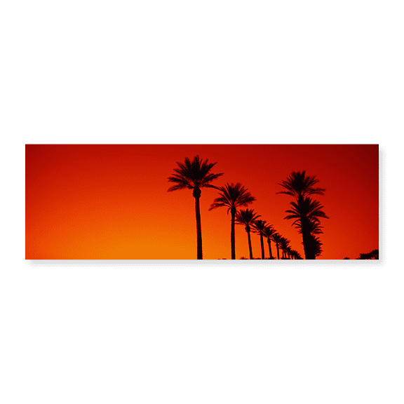 Art Print (Unframed), Silhouette of Date Palm trees in a row at dawn by Panoramic Images, 24" x 8"