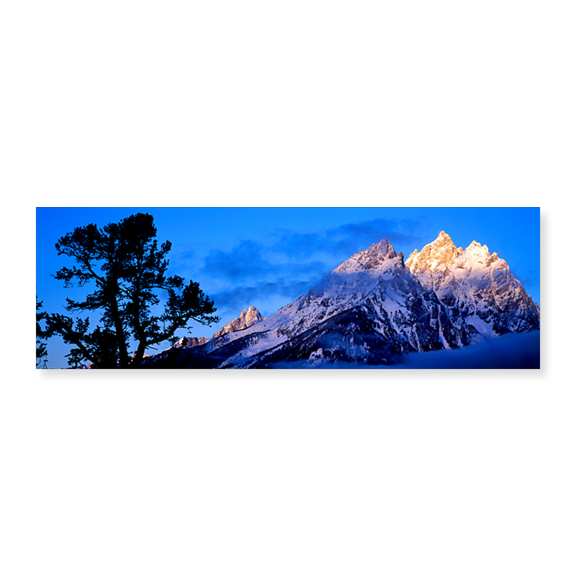 Art Print (Unframed), Silhouette of a Limber Pine in front of mountains by Panoramic Images, 24" x 8"