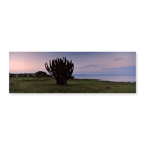 Art Print (Unframed), Silhouette of a cactus at the lakeside by Panoramic Images, 24" x 8"
