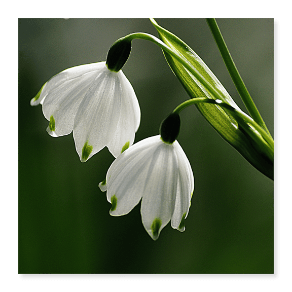 Art Print (Unframed), Snowdrops by Artographie, 16" x 20"
