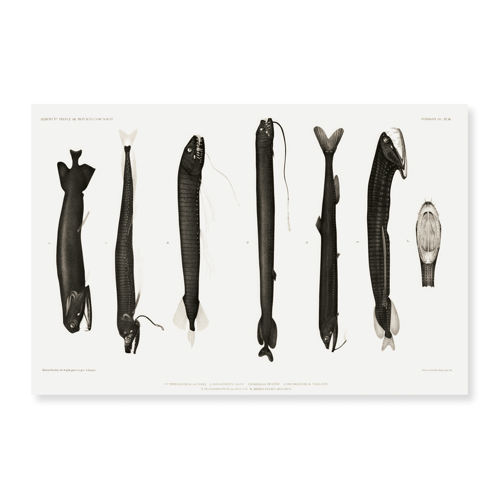 Art Print (Unframed), Stomiidae deep sea fish varieties set ...
