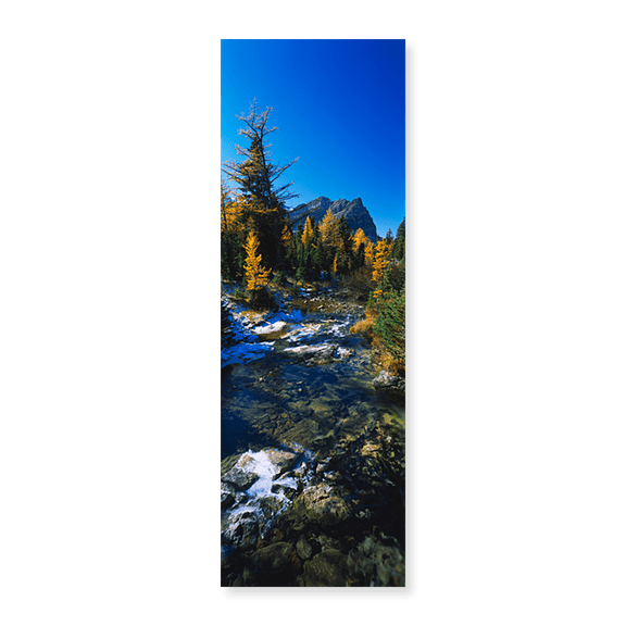 Art Print (Unframed), Stream flowing in a forest by Panoramic Images, 24" x 8"
