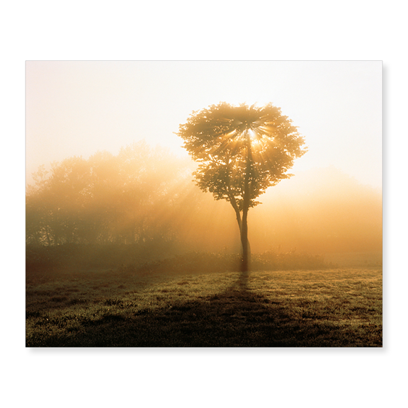 Art Print (Unframed), Tree in Early Morning Mist by Panoramic Images, 16" x 20"