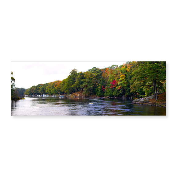 Art Print (Unframed), Trees at the riverside by Panoramic Images, 24" x 8"
