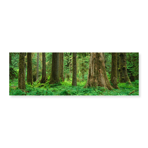 Art Print (Unframed), Trees in a rainforest by Panoramic Images, 24" x 8"