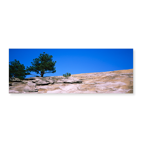 Art Print (Unframed), Trees on a mountain by Panoramic Images, 24" x 8"