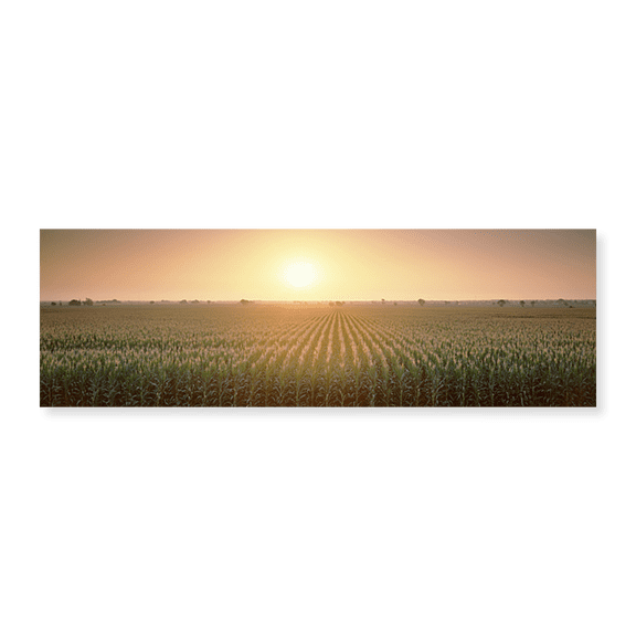 Art Print (Unframed), View Of The Corn Field During Sunrise by Panoramic Images, 30" x 10"
