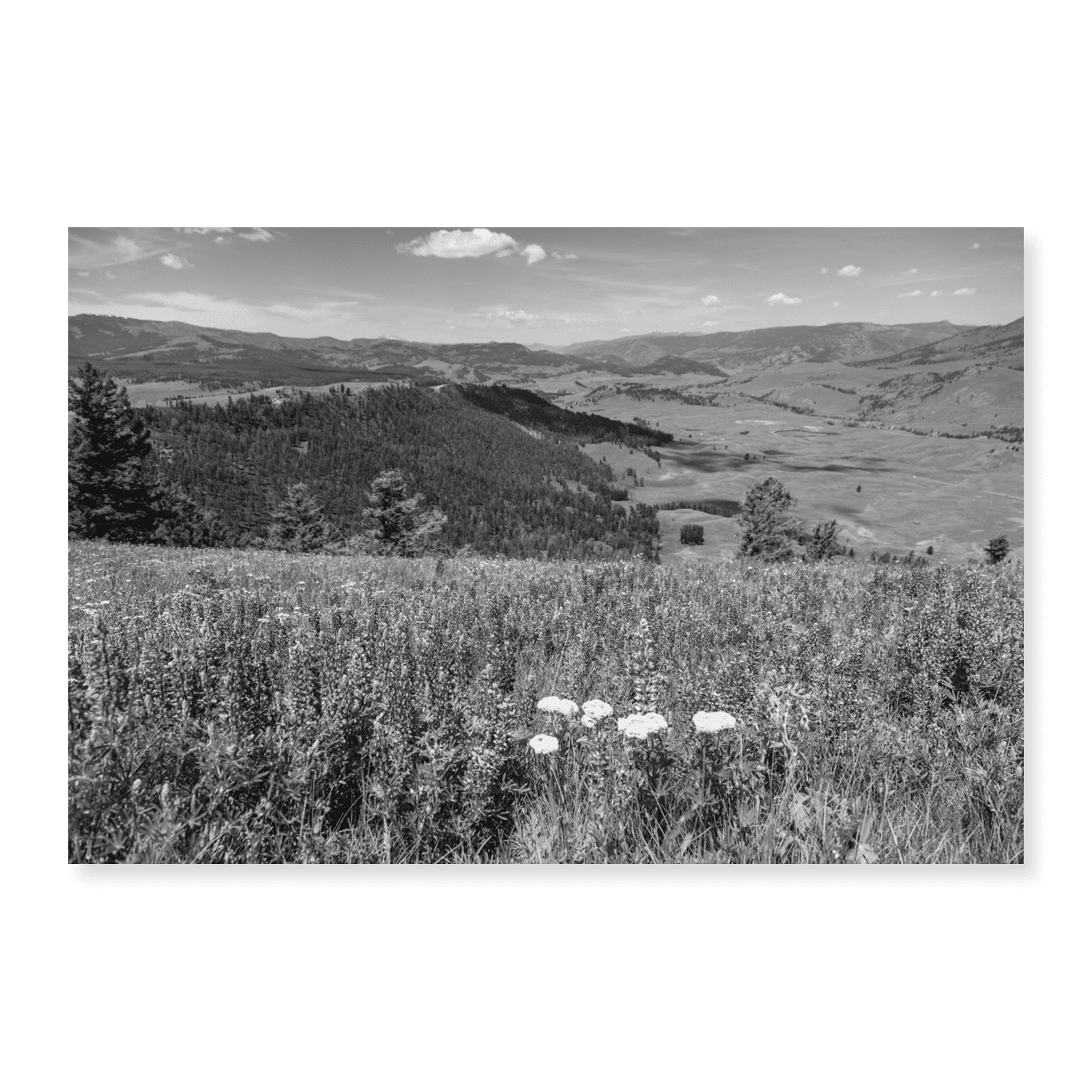 Art Print (Unframed), Views from Specimen Ridge, Yellowstone National ...