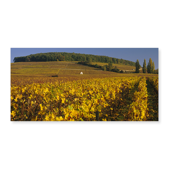 Art Print (Unframed), Vineyard on a landscape by Panoramic Images, 10" x 16"