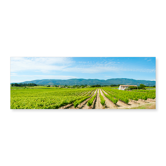 Art Print (Unframed), Vineyard with mountain in the background by Panoramic Images, 24" x 8"