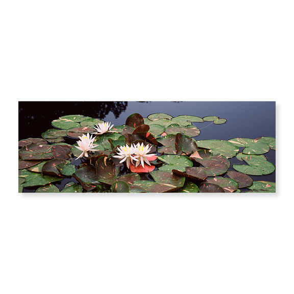 Art Print (Unframed), Water lilies in a pond by Panoramic Images, 24" x 8"