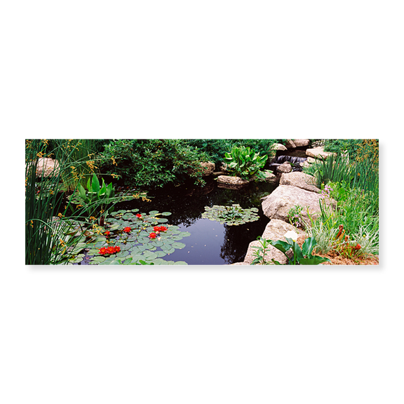 Art Print (Unframed), Water lilies in a pond by Panoramic Images, 24" x 8"