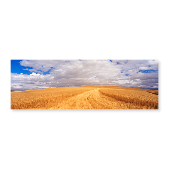 Art Print (Unframed), Wheat Field by Panoramic Images, 24" x 8"