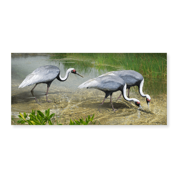 Art Print (Unframed), White Naped Cranes by Christopher Vest, 15" x 24"