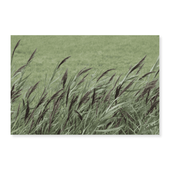 Art Print (Unframed), Wispy Grass by Lori Deiter, 16" x 20"