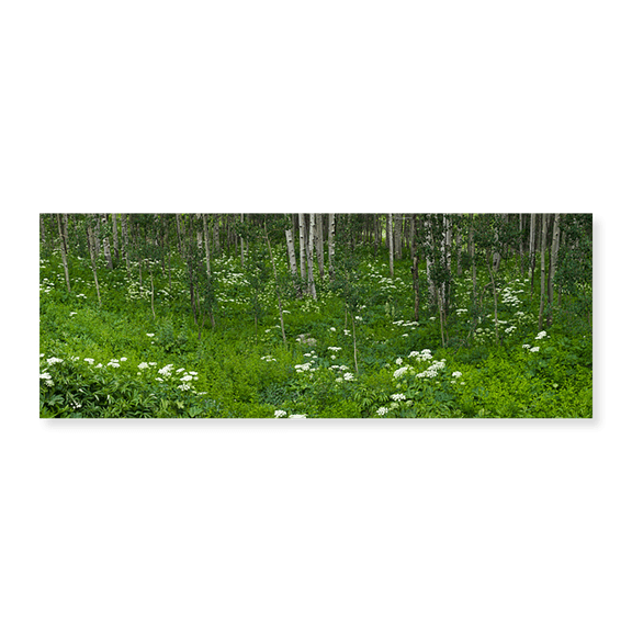 Art Print (Unframed), Yarrow and aspen trees along Gothic Road by Panoramic Images, 24" x 8"