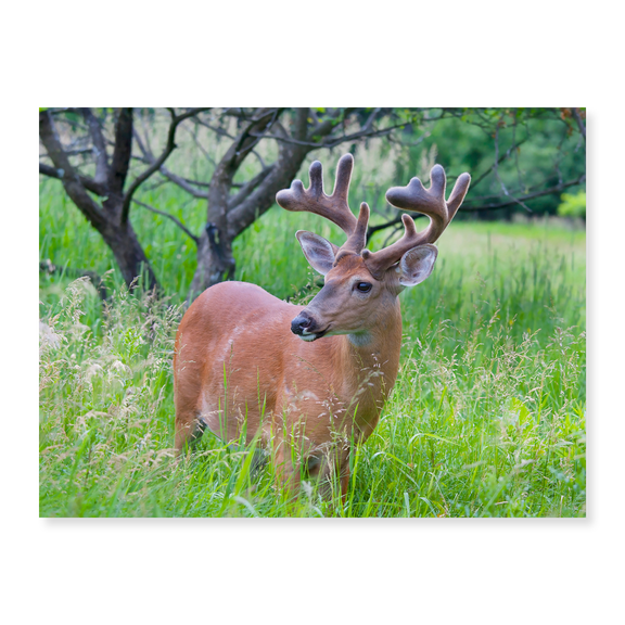 Art Print (Unframed), Young Buck in Spring by Jim Cumming, 18" x 24"