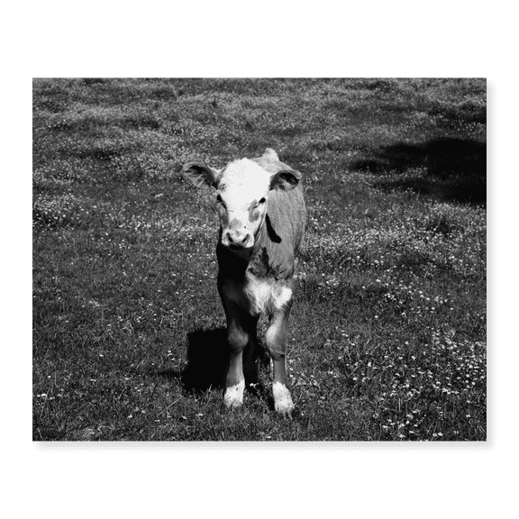 Art Print (Unframed), Young calf standing in a field in rural Alabama by Carol Highsmith, 16" x 20"