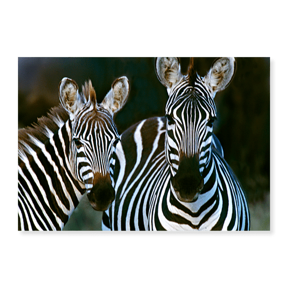 Art Print (Unframed), Zebras Africa by Panoramic Images, 16" x 20"