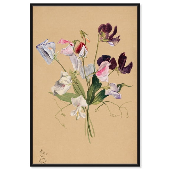 Art Remedy Botanical Prints Canvas, 10" x 15", Black Frame, Flower Study (1886) by Mary Vaux